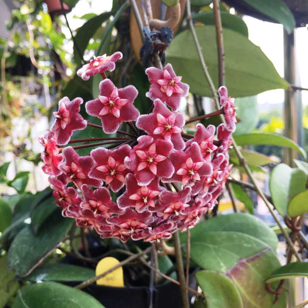 Black Red Hoya Seeds - Heirloom Flower Garden Seeds for Growing