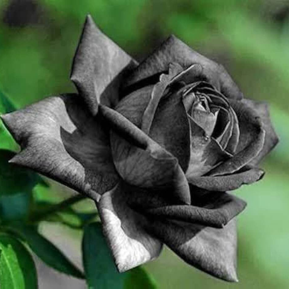 Black Rose Rosa spp. Seeds - Heirloom Flower Garden Seeds for Growing