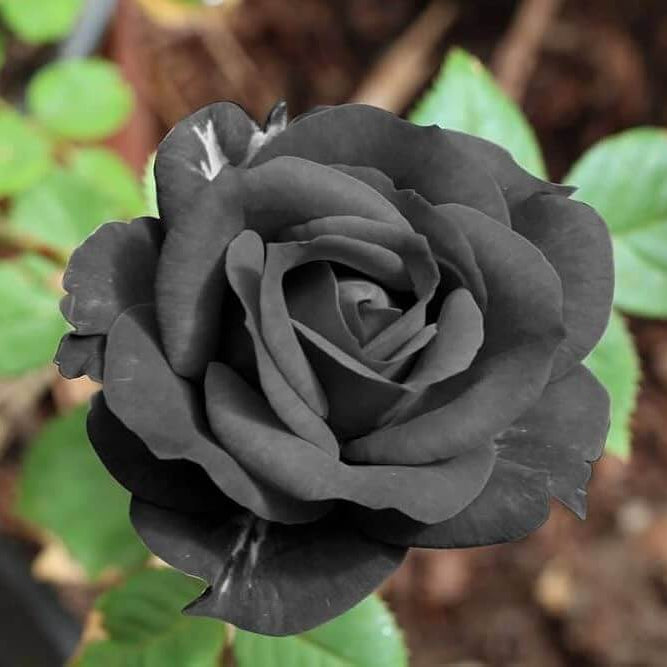 Black Rose Rosa spp. Seeds - Heirloom Flower Garden Seeds for Growing