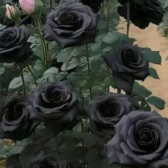 Black Rose Rosa spp. Seeds - Heirloom Flower Garden Seeds for Growing