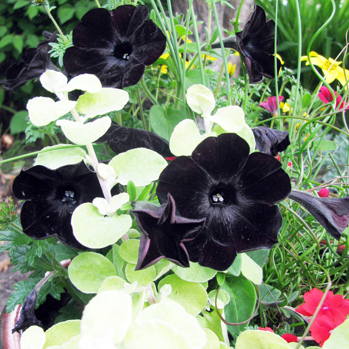 Black Velvet Petunia Seeds - Heirloom Flower Garden Seeds for Growing