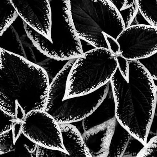 Black White Coleus Seeds - Heirloom Flower Garden Seeds for Growing