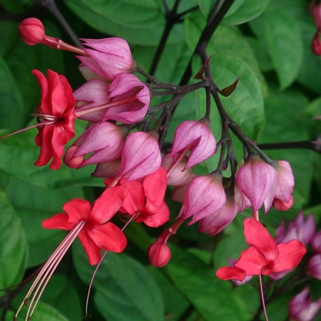 Bleeding Heart Seeds - Mixed Garden Seeds for Growing