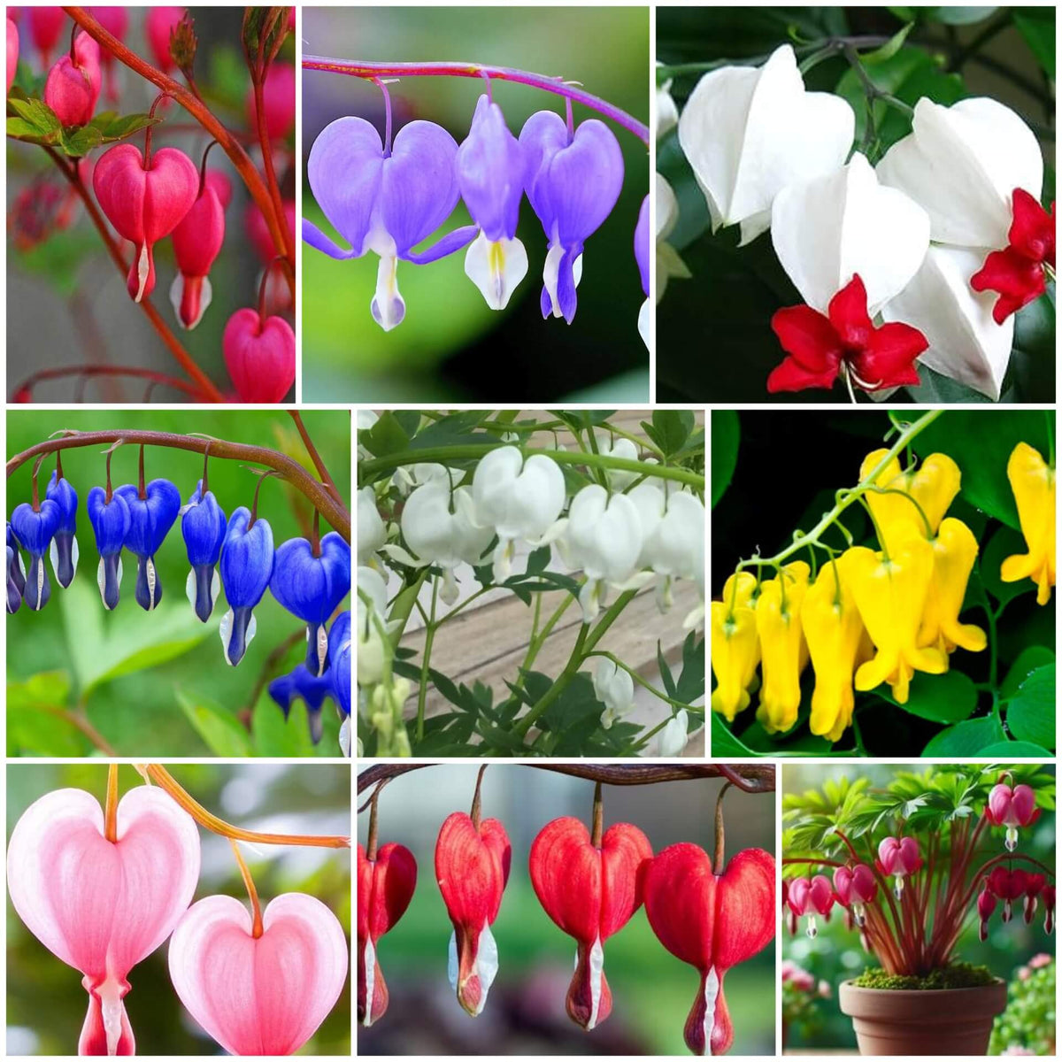 Bleeding Heart Seeds - Mixed Garden Seeds for Growing