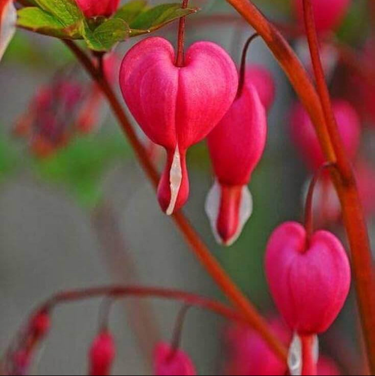 Bleeding Heart Seeds - Mixed Garden Seeds for Growing