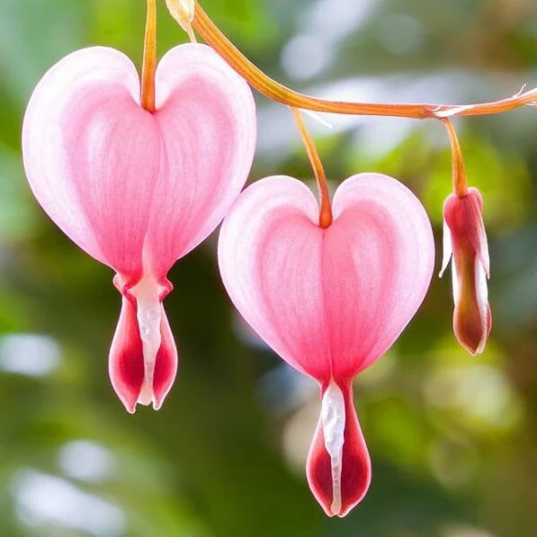 Bleeding Heart Seeds - Mixed Garden Seeds for Growing