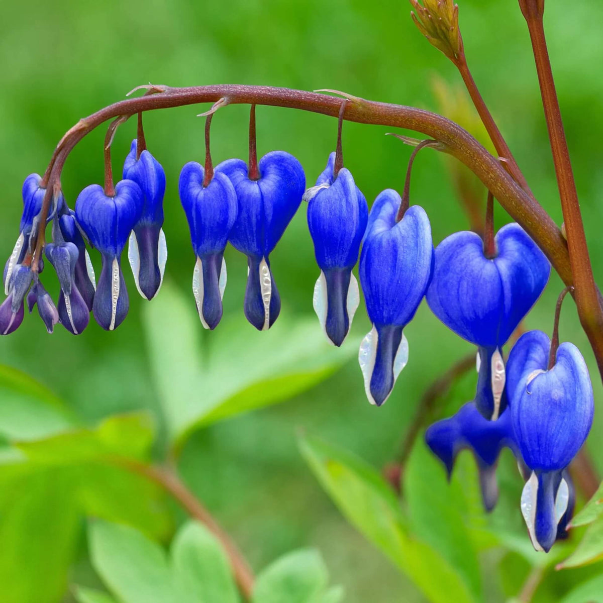 Bleeding Heart Seeds - Mixed Garden Seeds for Growing
