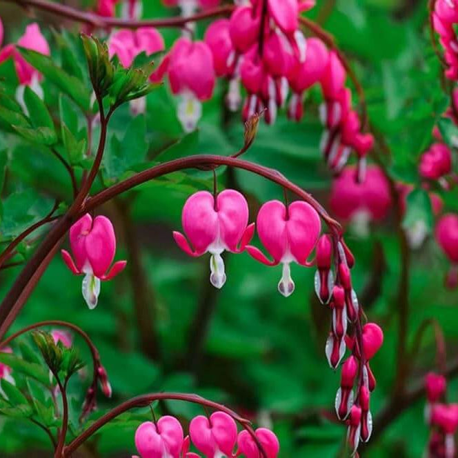 Bleeding Heart Seeds - Mixed Garden Seeds for Growing