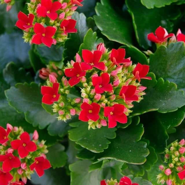 Blossfeldiana Kalanchoe Seeds - Heirloom Flower Garden Seeds for Growing