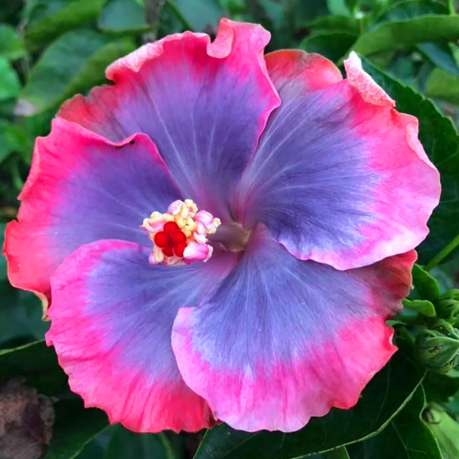 Blue-Pink Hibiscus Seeds - Heirloom Flower Garden Seeds for Growing