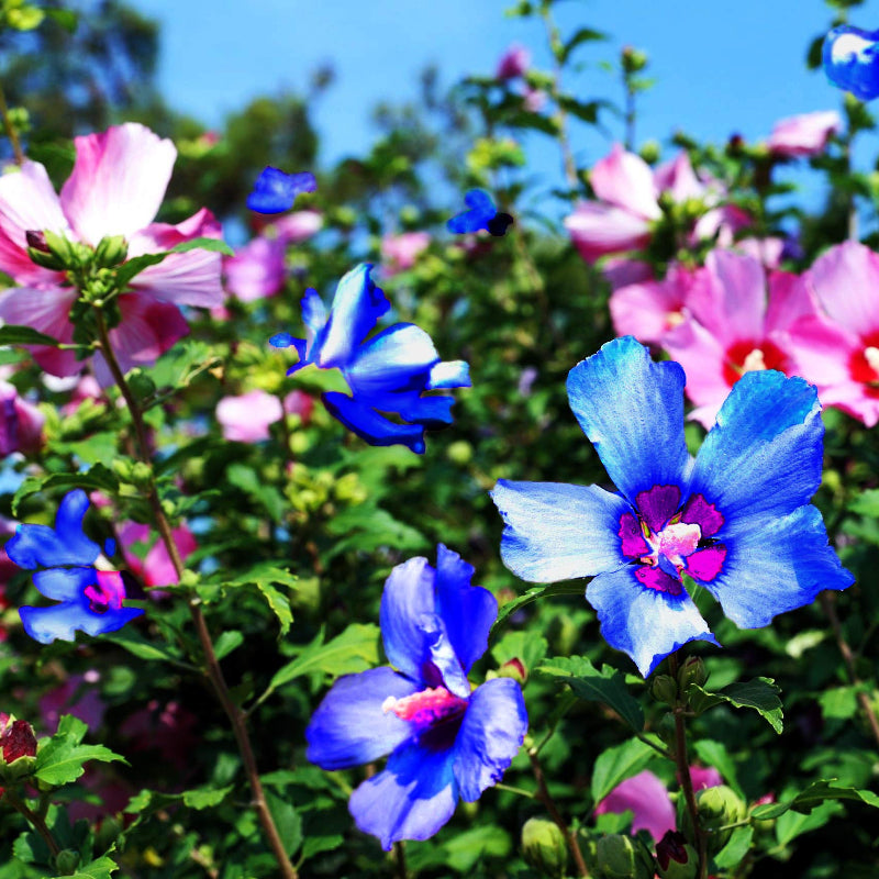 Blue-Pink Hibiscus Seeds - Heirloom Flower Garden Seeds for Growing