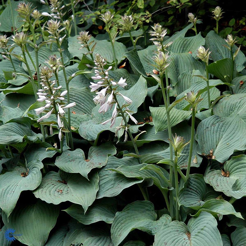 Blue Angel Plantain Lily Seeds - Heirloom Flower Garden Seeds for Growing