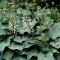 Blue Angel Plantain Lily Seeds - Heirloom Flower Garden Seeds for Growing
