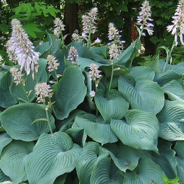 Blue Angel Plantain Lily Seeds - Heirloom Flower Garden Seeds for Growing