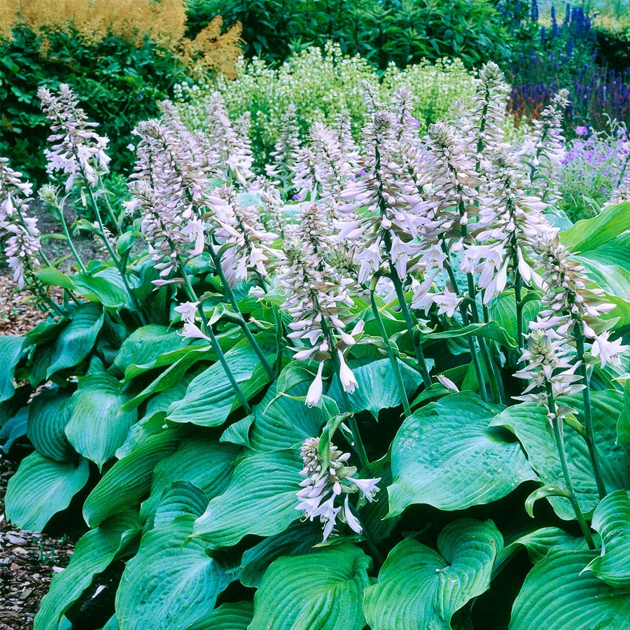 Blue Angel Plantain Lily Seeds - Heirloom Flower Garden Seeds for Growing