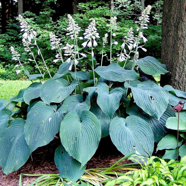 Blue Angel Plantain Lily Seeds - Heirloom Flower Garden Seeds for Growing