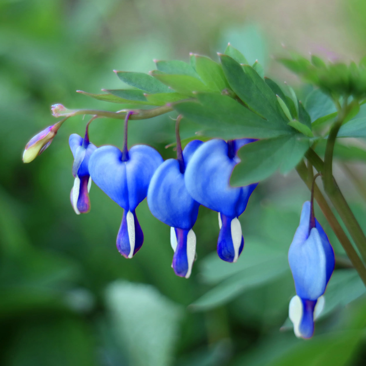 Blue Bleeding Heart Seeds - Heirloom Flower Garden Seeds for Growing