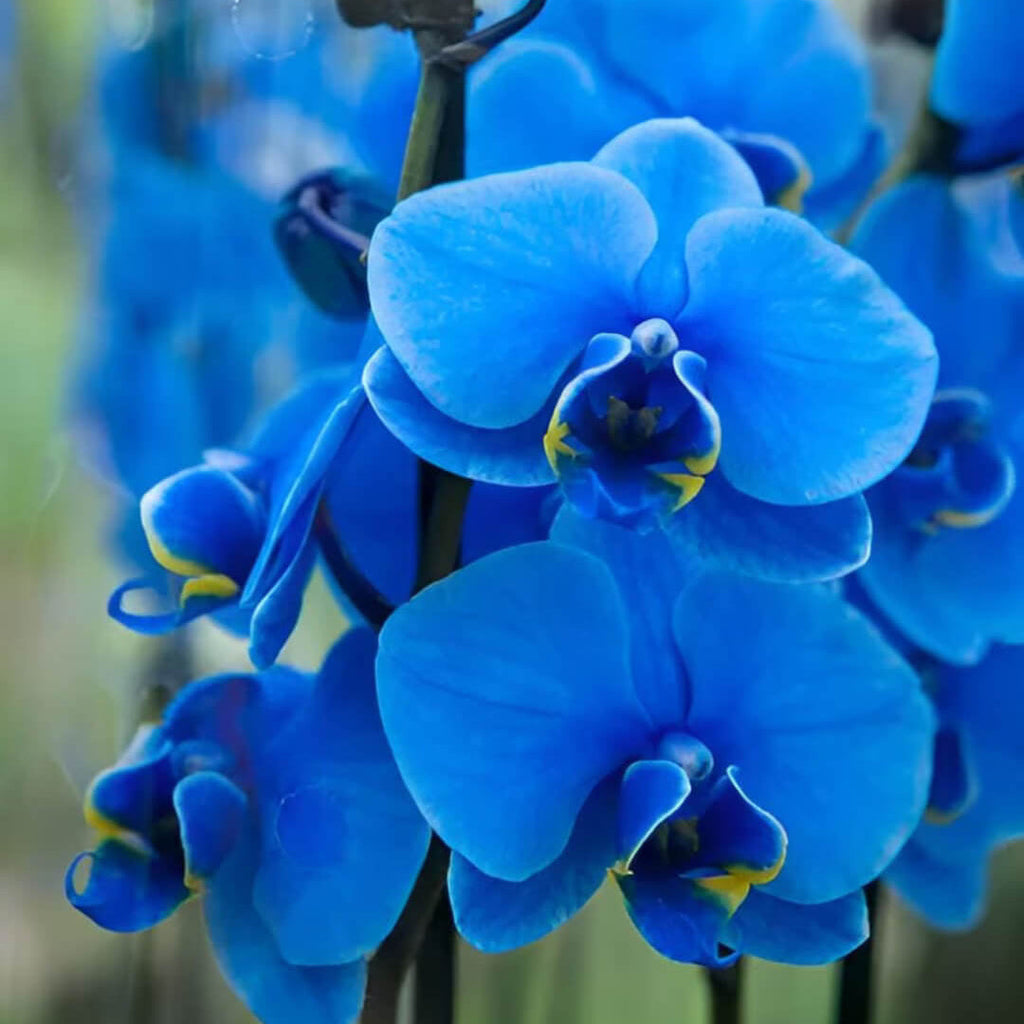 Blue Butterfly Orchid Seeds -  Heirloom Flower Garden Seeds for Growing