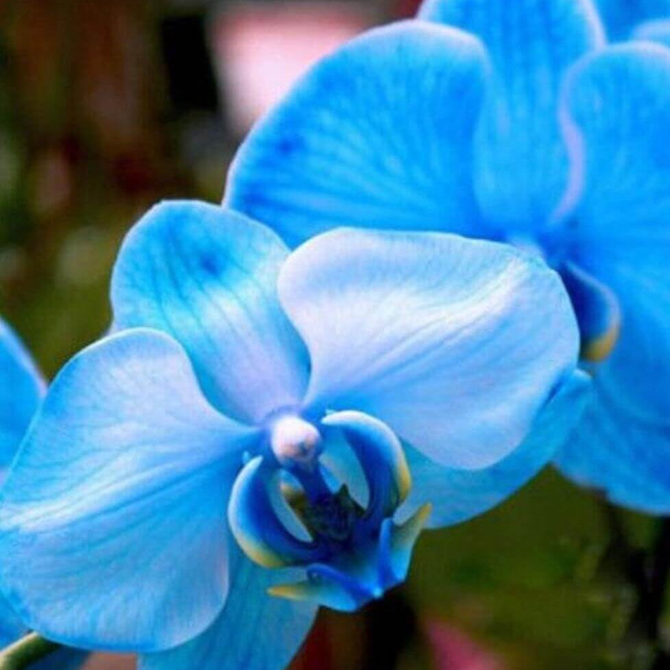 Blue Butterfly Orchid Seeds -  Heirloom Flower Garden Seeds for Growing