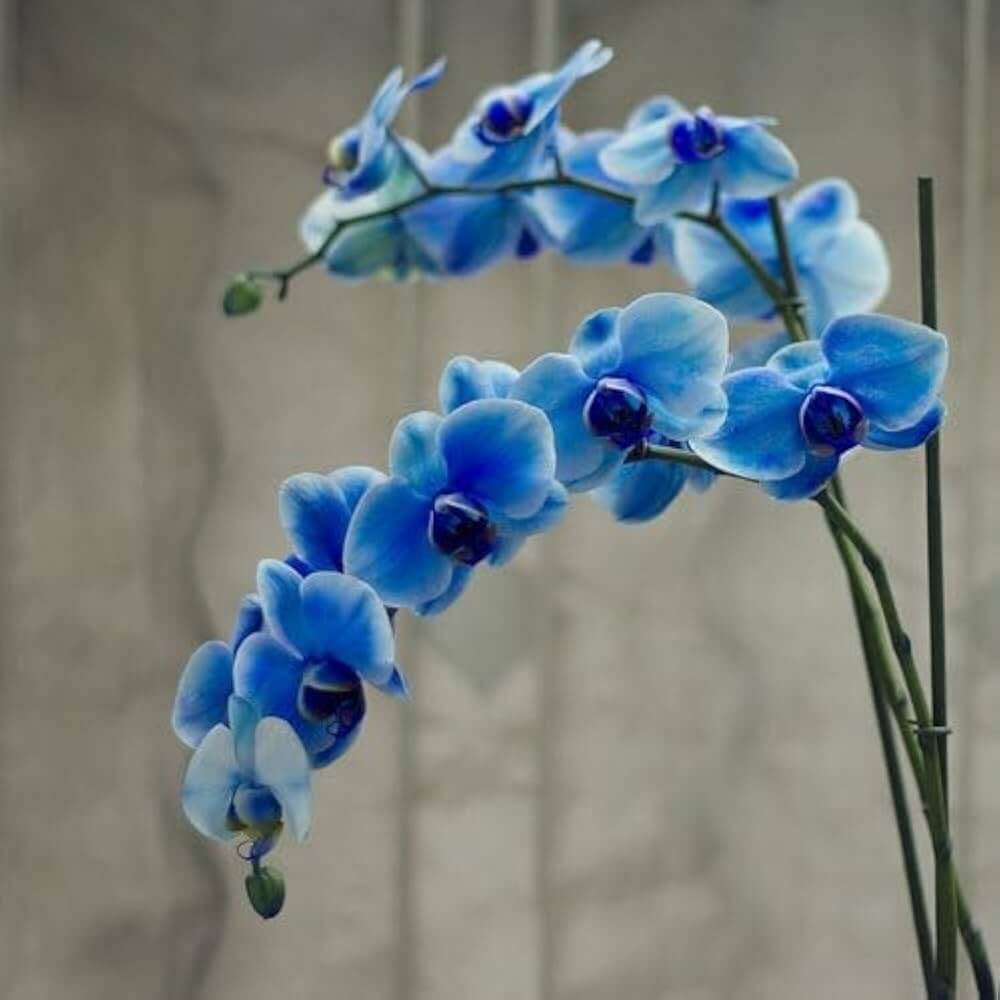 Blue Butterfly Orchid Seeds -  Heirloom Flower Garden Seeds for Growing