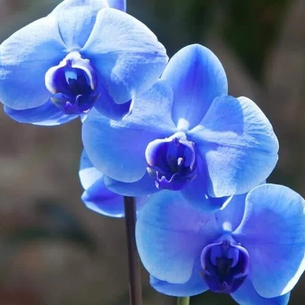 Blue Butterfly Orchid Seeds -  Heirloom Flower Garden Seeds for Growing