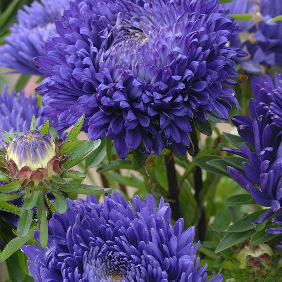 Blue China Aster Seeds - Heirloom Flower Garden Seeds for Growing