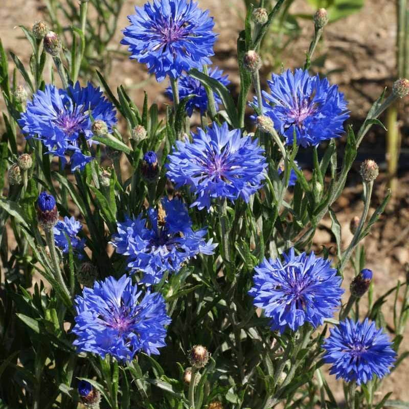 Blue Cornflower Seeds -  Heirloom Flower Garden Seeds for Growing