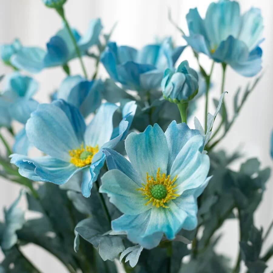 Blue Cosmos Seeds - Heirloom Flower Garden Seeds for Growing