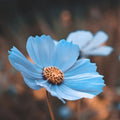 Blue Cosmos Seeds - Heirloom Flower Garden Seeds for Growing