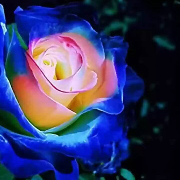 Blue Cream Rosa spp. Seeds - Heirloom Flower Garden Seeds for Growing
