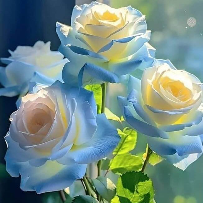Blue Cream Rosa spp. Seeds - Heirloom Flower Garden Seeds for Growing