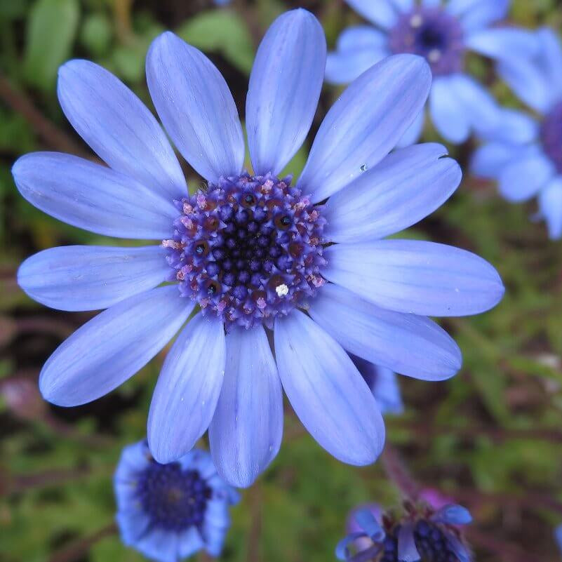 Blue Eyed African Daisy Seeds - Heirloom Flower Garden Seeds for Growing