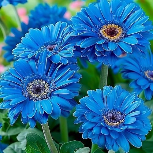 Blue Gerbera Daisy Seeds - Heirloom Flower Garden Seeds for Growing