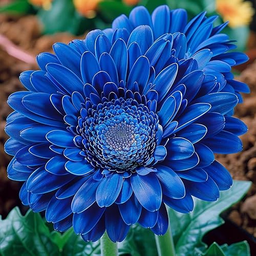 Blue Gerbera Daisy Seeds - Heirloom Flower Garden Seeds for Growing