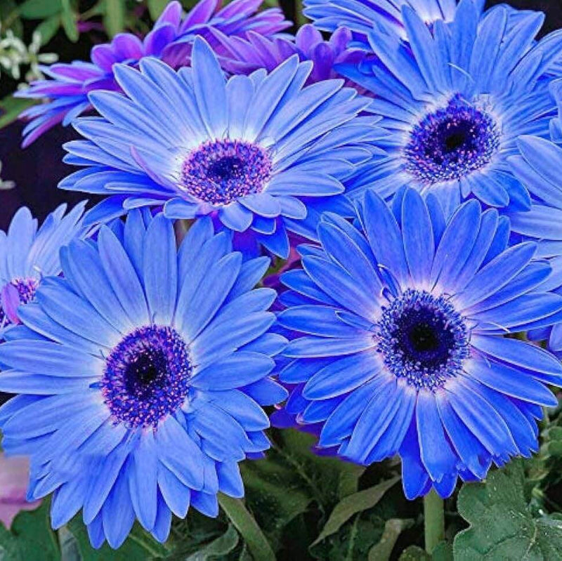 Blue Gerbera Daisy Seeds - Heirloom Flower Garden Seeds for Growing