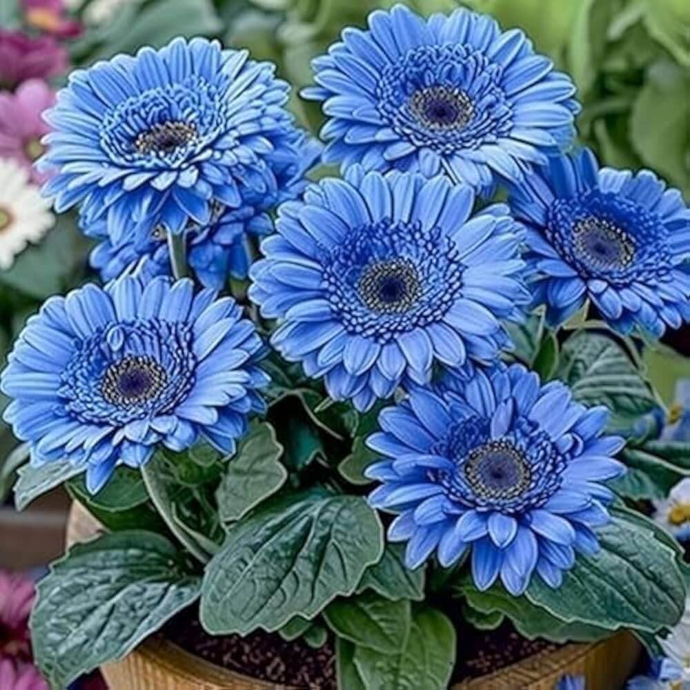 Blue Gerbera Daisy Seeds - Heirloom Flower Garden Seeds for Growing