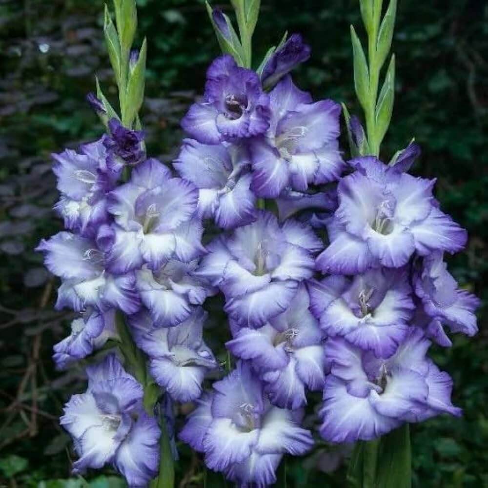 Blue Gladiolus Seeds - Heirloom Flower Garden Seeds for Growing
