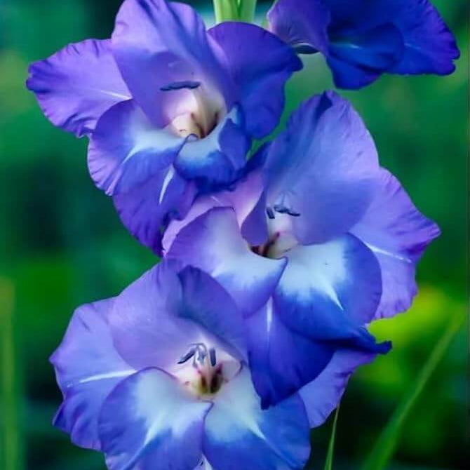 Blue Gladiolus Seeds - Heirloom Flower Garden Seeds for Growing