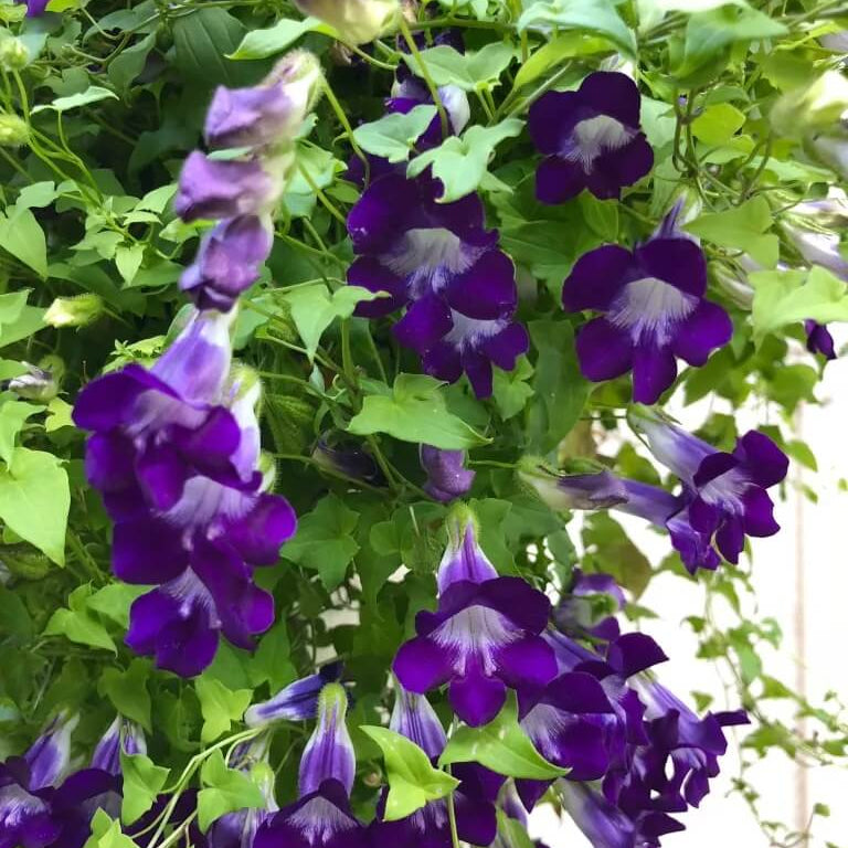 Blue Gloxinia Asarina Seeds - Heirloom Flower Garden Seeds for Growing