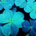 Blue Green Clover Seeds - Heirloom Flower Garden Seeds for Growing