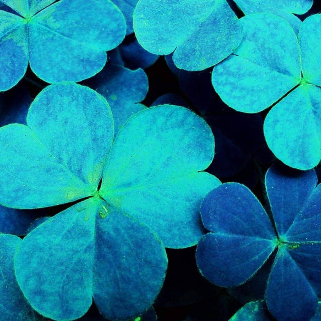 Blue Green Clover Seeds - Heirloom Flower Garden Seeds for Growing