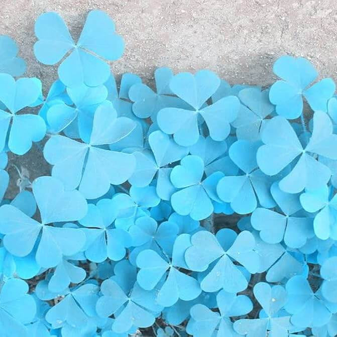 Blue Green Clover Seeds - Heirloom Flower Garden Seeds for Growing