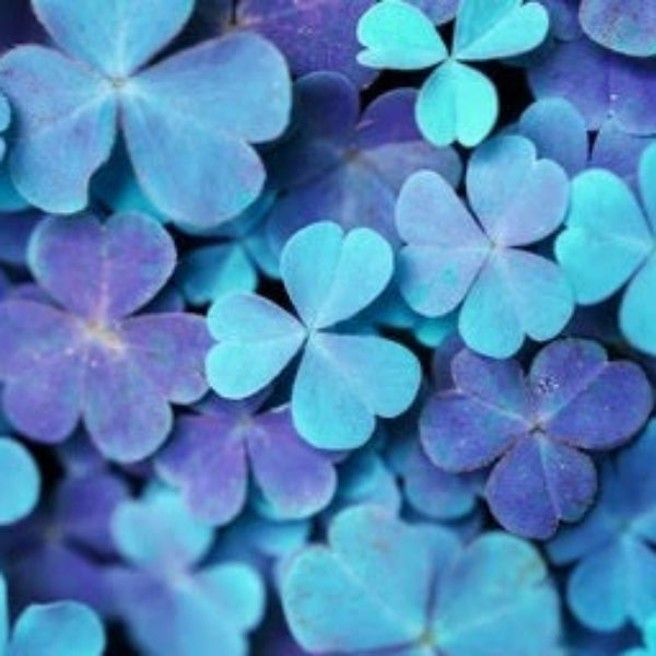 Blue Green Clover Seeds - Heirloom Flower Garden Seeds for Growing