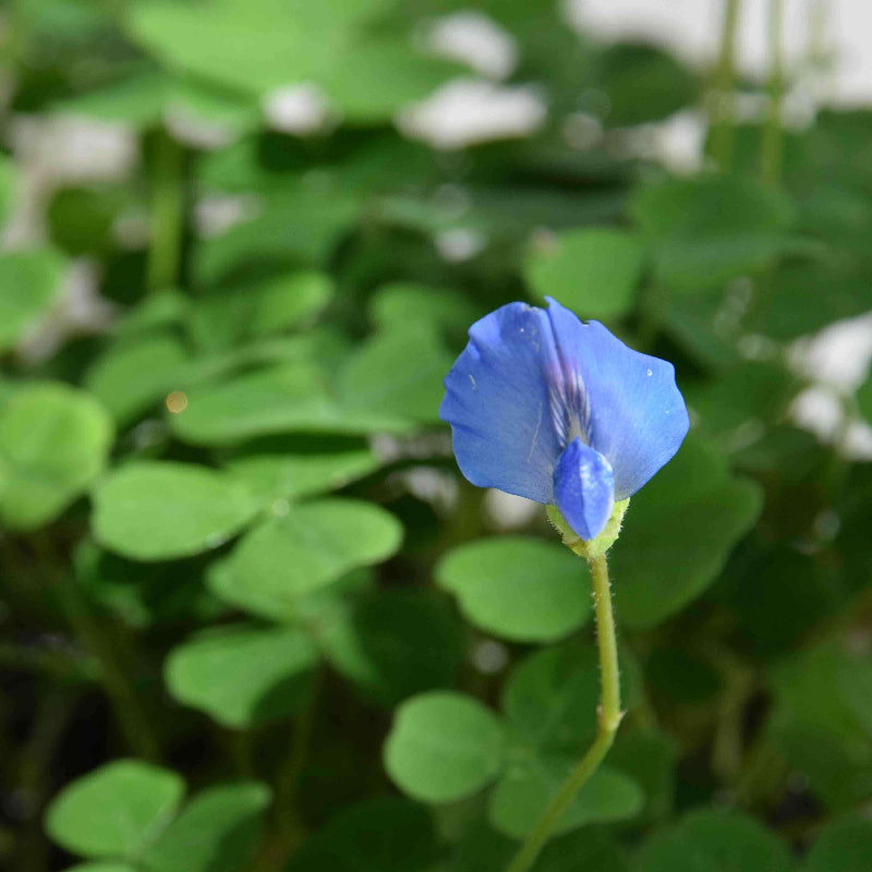 Blue Green Clover Seeds - Heirloom Flower Garden Seeds for Growing