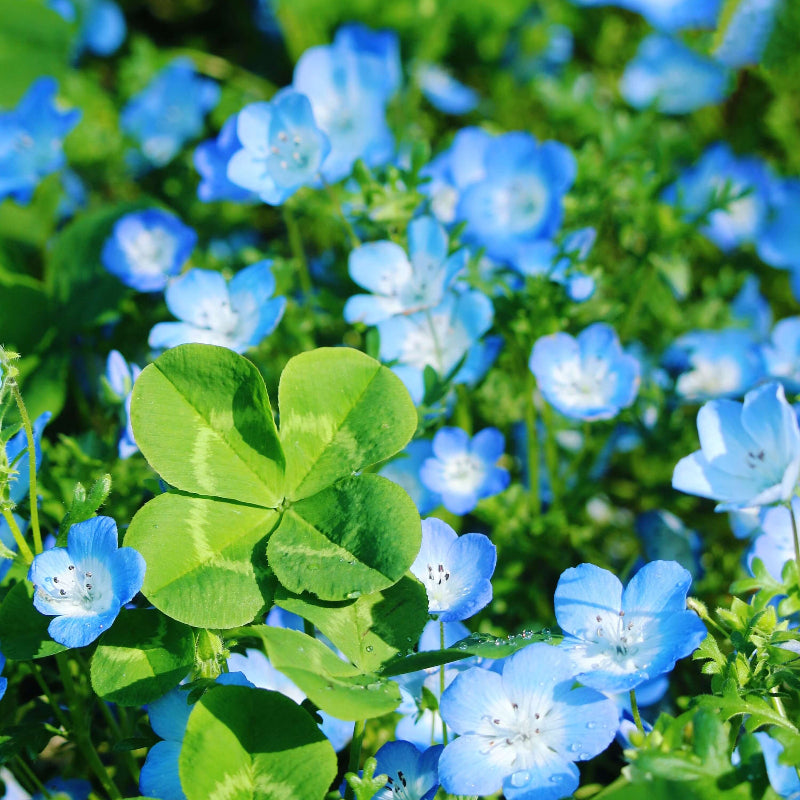 Blue Green Clover Seeds - Heirloom Flower Garden Seeds for Growing