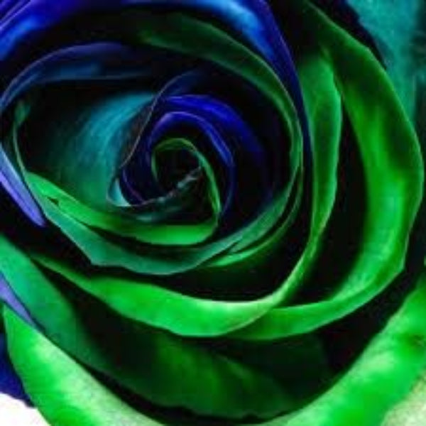 Blue & Green Rosa spp. Seeds - Heirloom Flower Garden Seeds for Growing
