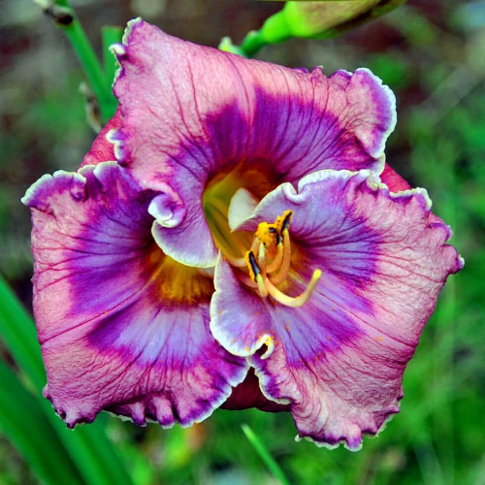 Blue Hemerocallis Daylily Seeds - Heirloom Flower Garden Seeds for Growing