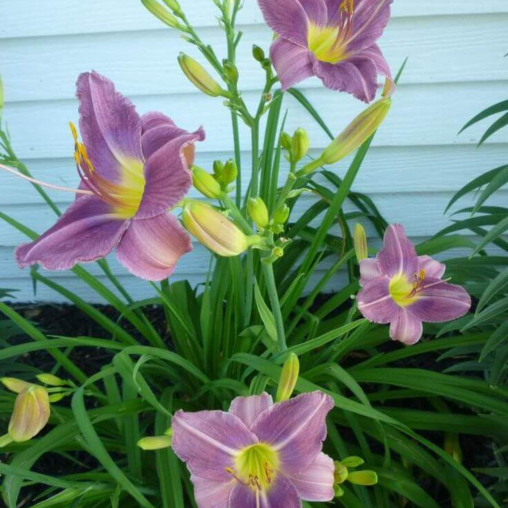 Blue Hemerocallis Daylily Seeds - Heirloom Flower Garden Seeds for Growing