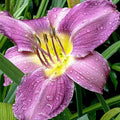 Blue Hemerocallis Daylily Seeds - Heirloom Flower Garden Seeds for Growing