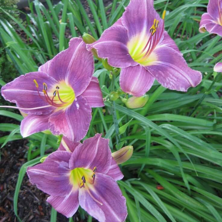 Blue Hemerocallis Daylily Seeds - Heirloom Flower Garden Seeds for Growing